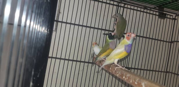 Goldian finch or hogoromo budgies