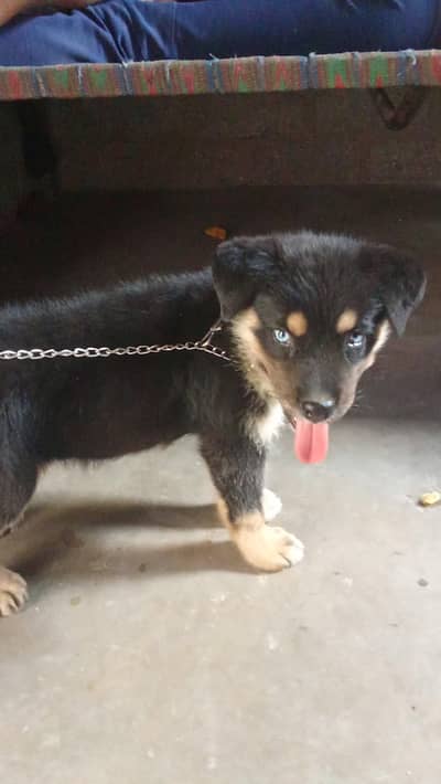 rottweiler x husky