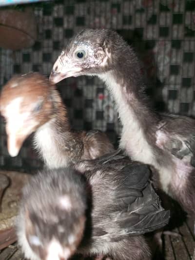 assel chick health and active
