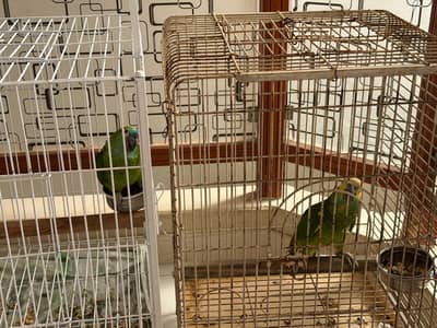 AMAZON BLUE FRONTED MALE FEMALE BREEDER PAIR