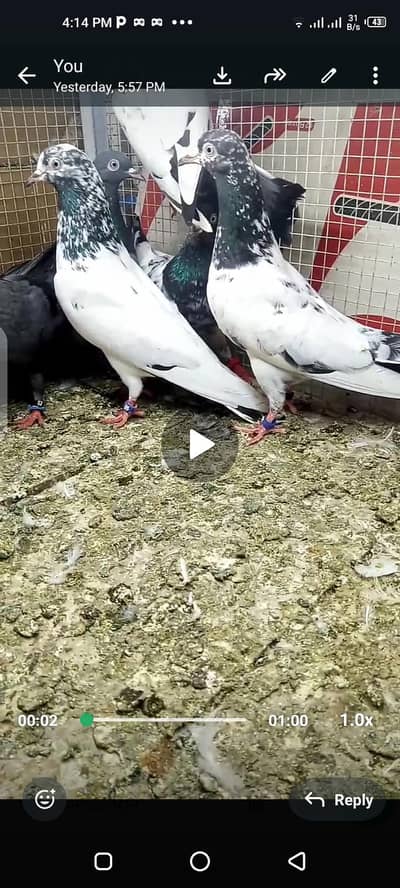 breeder teddy and lakhy pairs
