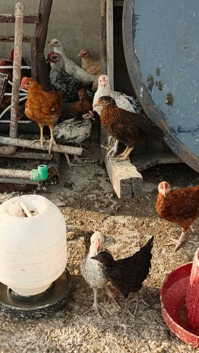 3 months chicks 200 pics 10 by 10 all ok 500 gram ka 1 chicks hai