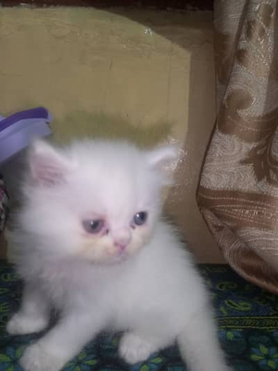 Persian kitten