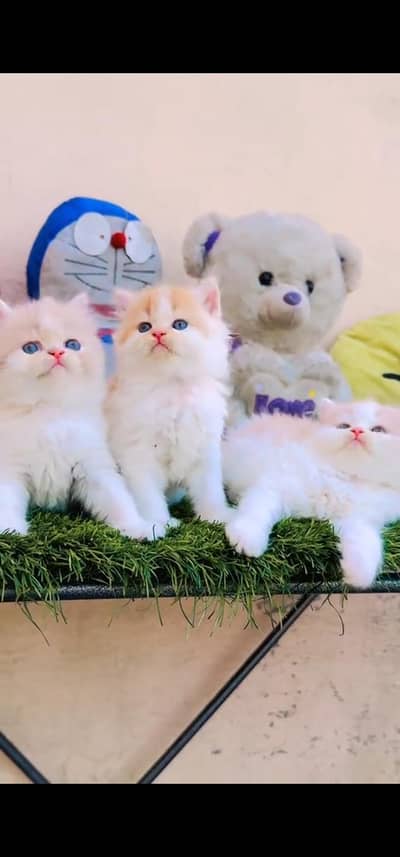 Quality Persian Punch face cat & kitten is03194866952Whatsapp