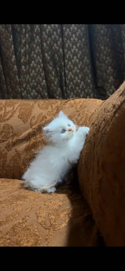 cute blue eyed persian kitten