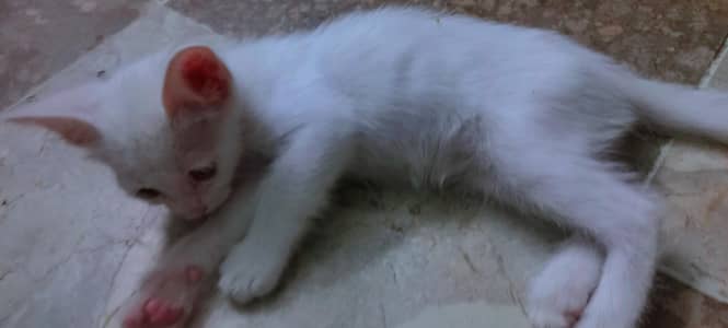 British shorthair