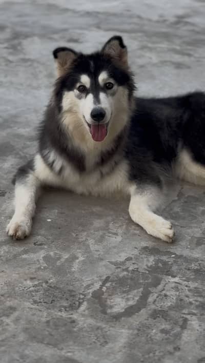 Siberian husky