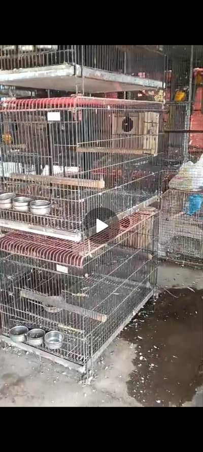 Gray Parrot Trolley Cages Available