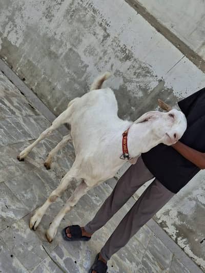 pure gulabi bakra