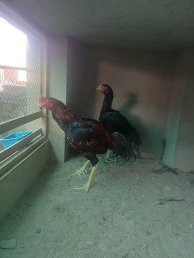 aseel pair for sale