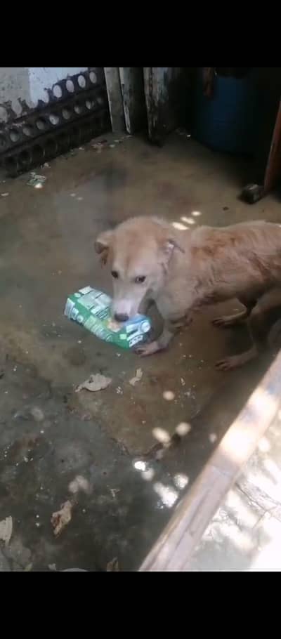 khelne wala dog