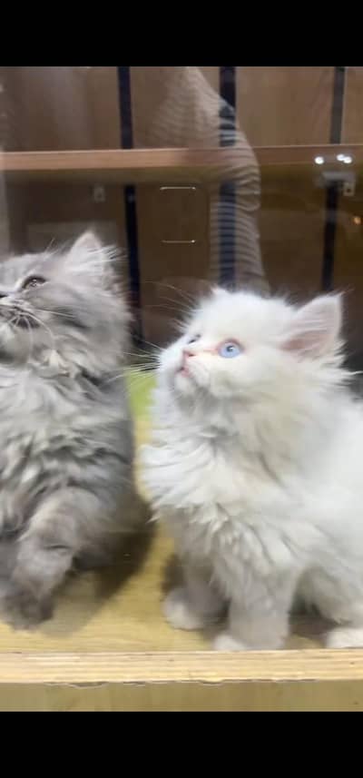 Quality Persian Punch face cat & kitten is03194866952Whatsapp