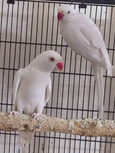 White Pair