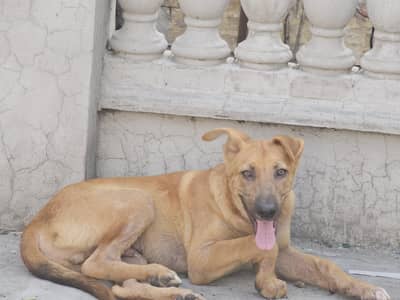belgian dog brown color