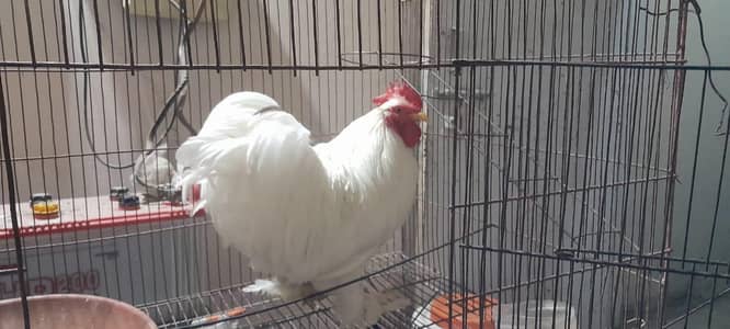 male bantam for sale