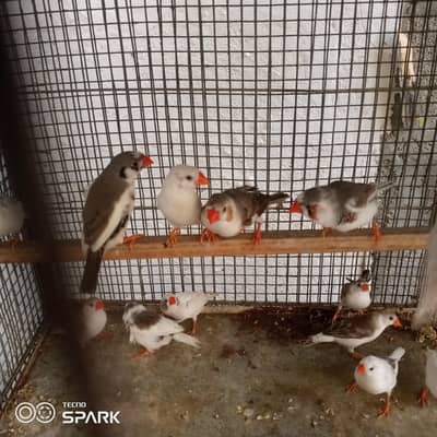 snow White AUR paid 7 pair hn   finches ready to bread