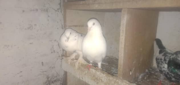 best breed pigeon | breeder pigeon