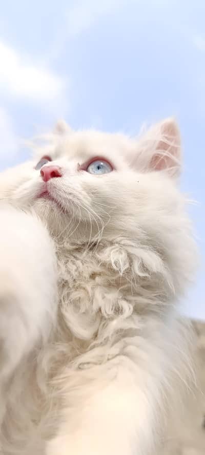 Kitten Tripple coated Persian