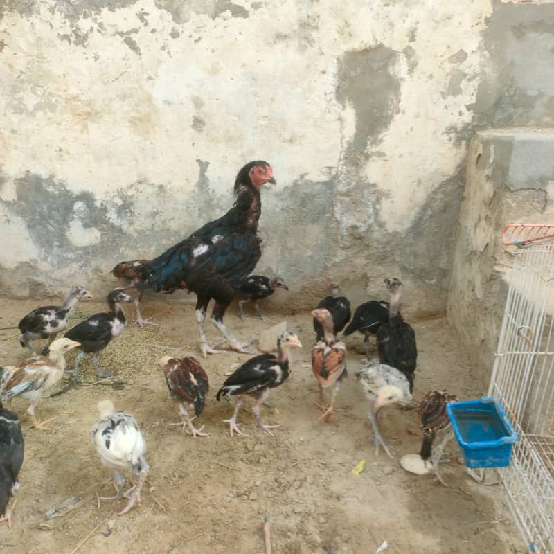 اسیل چوزے برائے فروخت 1
