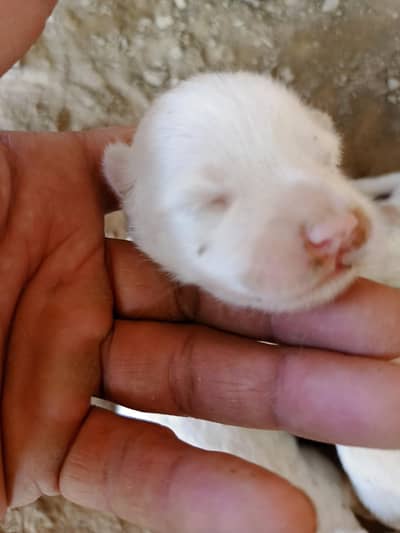 Russion Pink nose