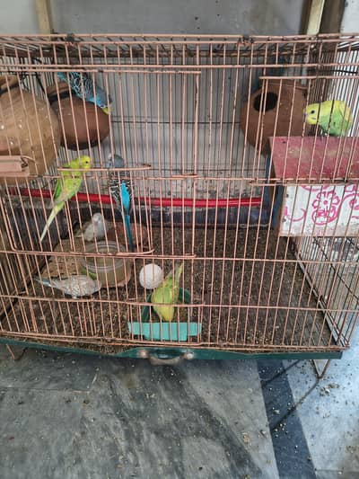 Australian parrots hain 9 10 or Love birds ka pair hai plus 3 Pinjray