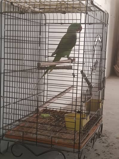 Alexander/ Pahari male 1.5 years