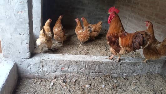 5 Female 1 male