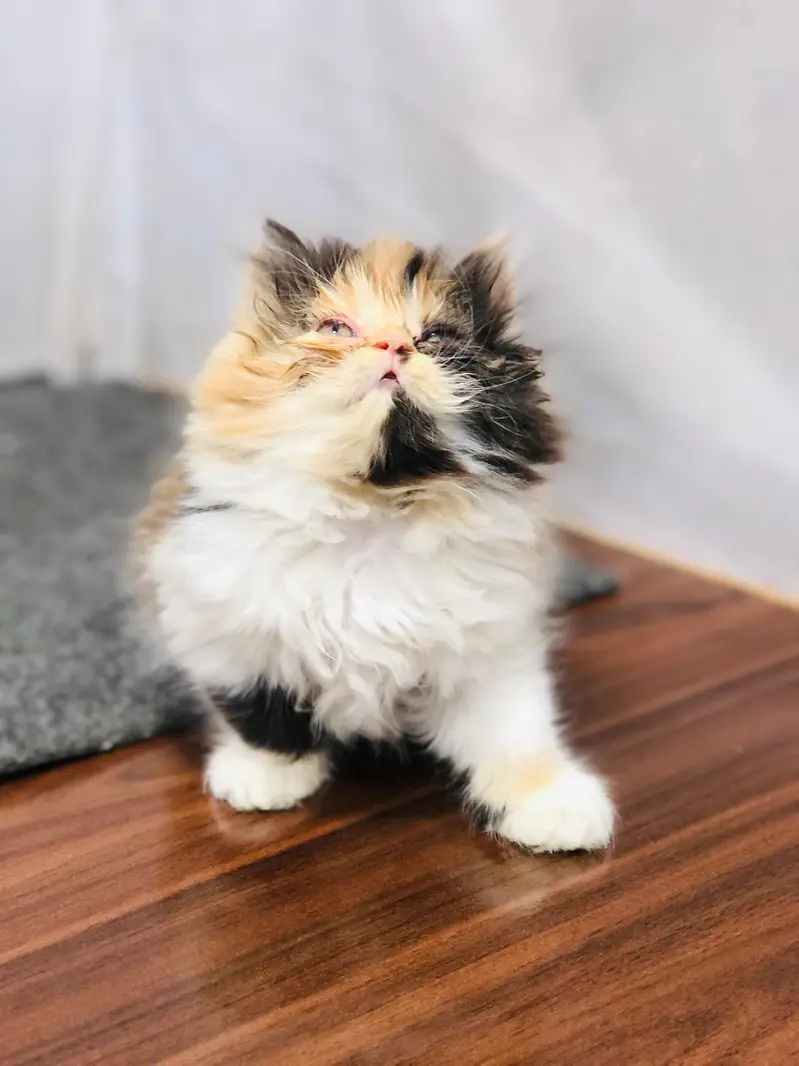 home delivery parshion punch face kitten available