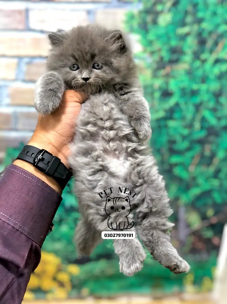 home delivery parshion punch face kitten available — photo 4