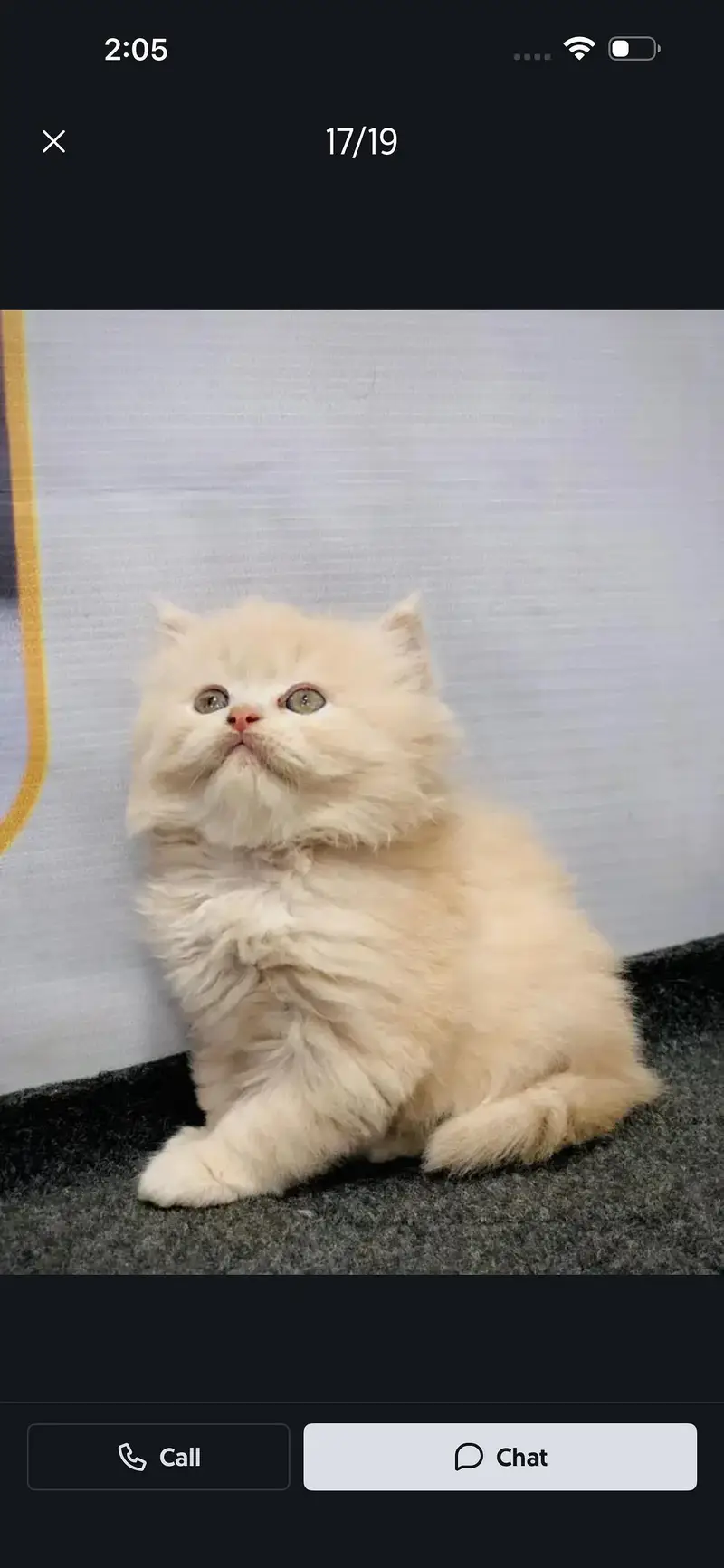 home delivery parshion punch face kitten available — photo 8
