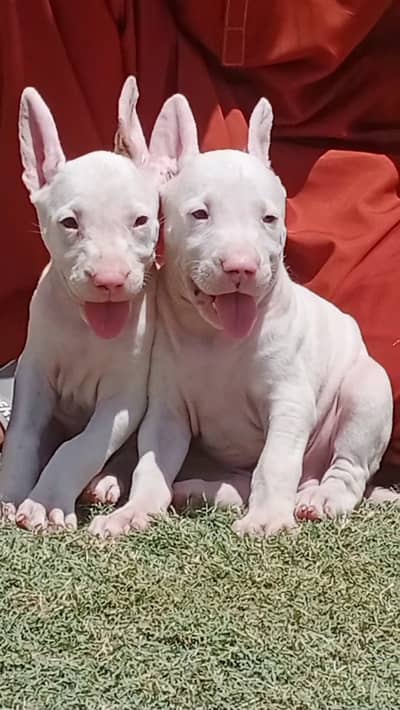 kohati gultair dog | kohati gultiar pink nose puppies for sale