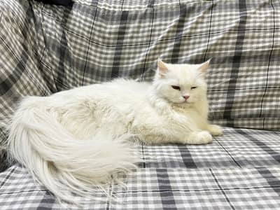 Persian Cat for sale