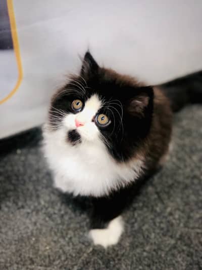 parshion punch face kitten available