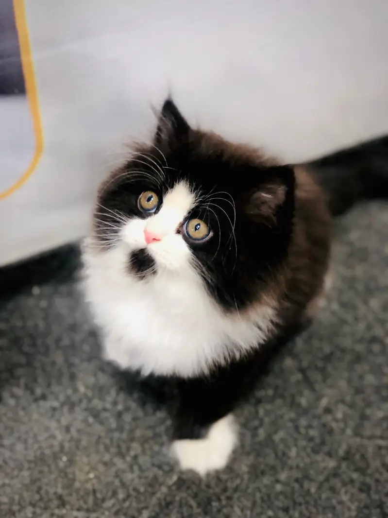 home delivery parshion punch face kitten available