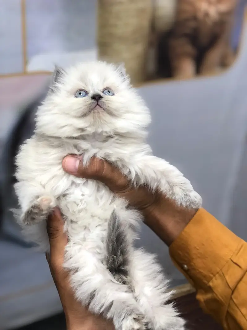 home delivery parshion punch face kitten available — photo 3