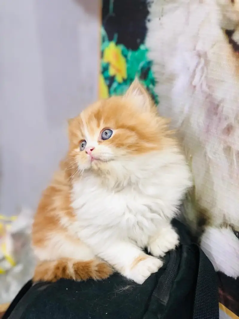 home delivery parshion punch face kitten available — photo 6