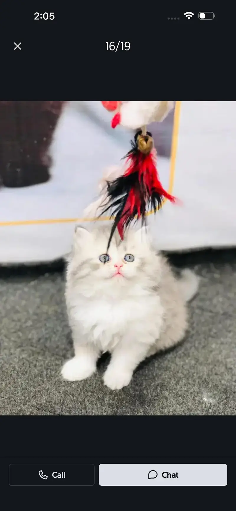 home delivery parshion punch face kitten available — photo 7