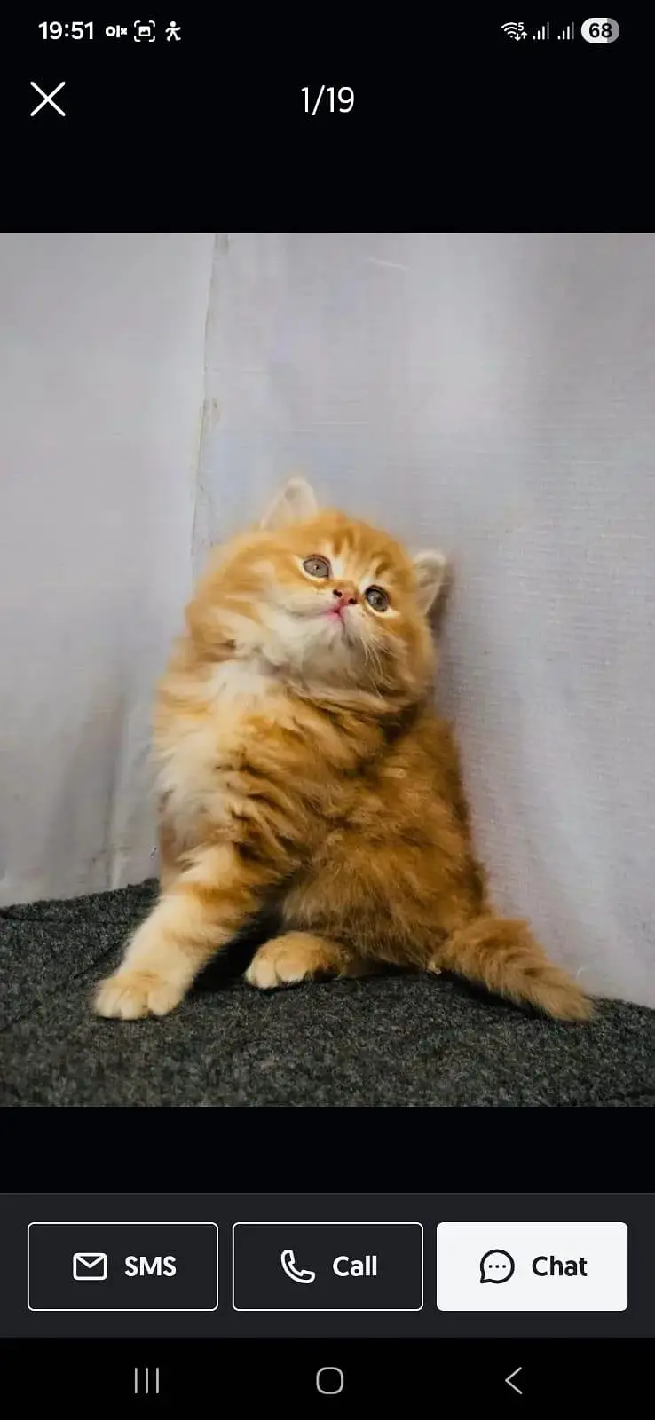 home delivery parshion punch face kitten available — photo 11