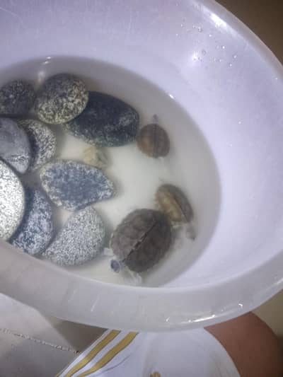 Indian roofed turtles