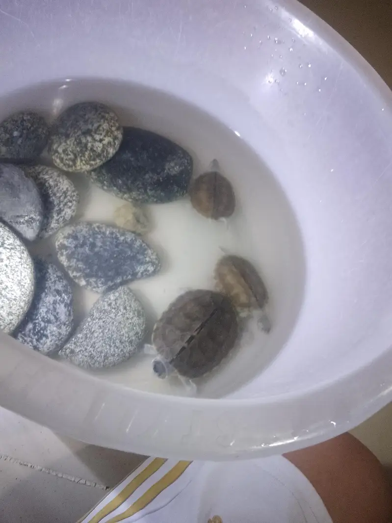 Indian roofed turtles