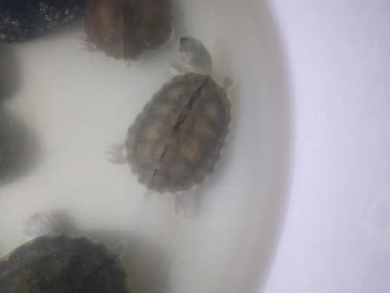 Indian roofed turtles — photo 2