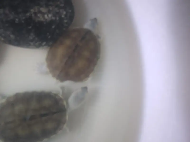 Indian roofed turtles — photo 3