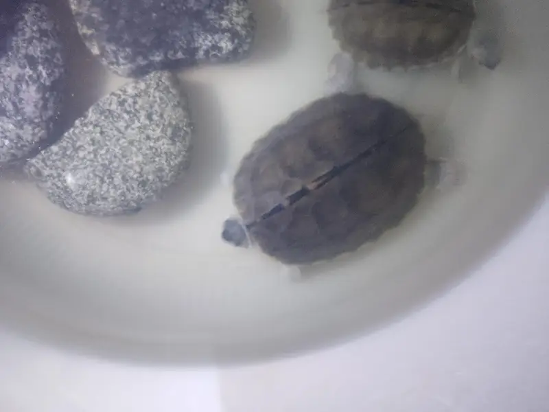 Indian roofed turtles — photo 4