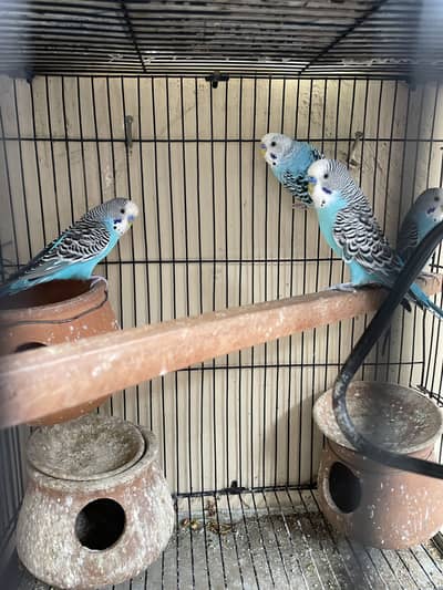 4 colorful budgies