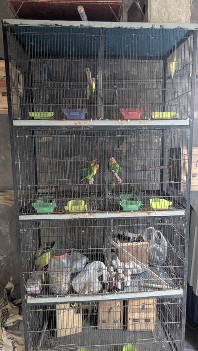 Bird cage for sale