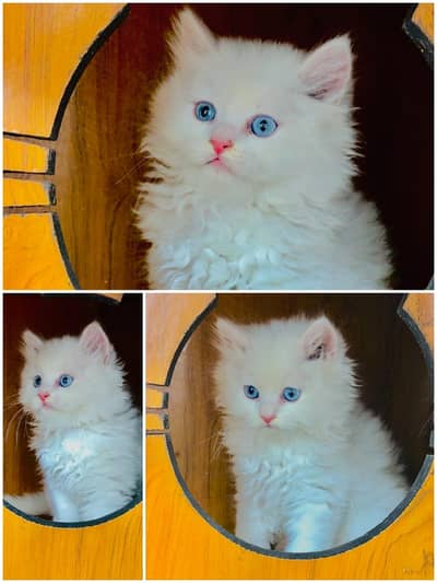 parshion punch face kitten available