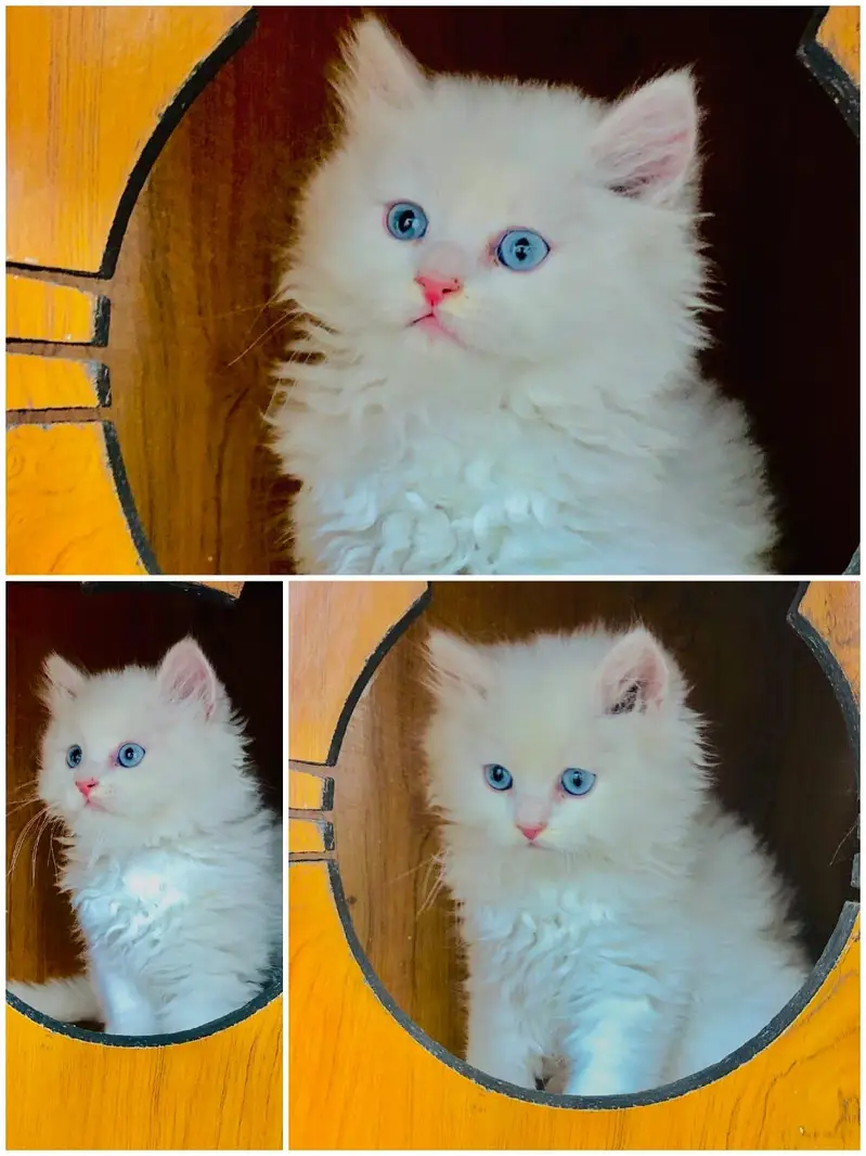 home delivery parshion punch face kitten available