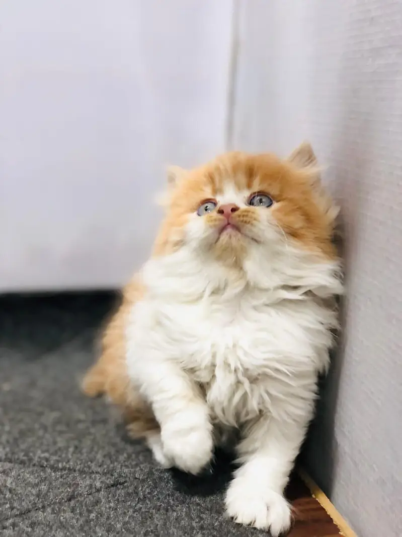 home delivery parshion punch face kitten available — photo 6