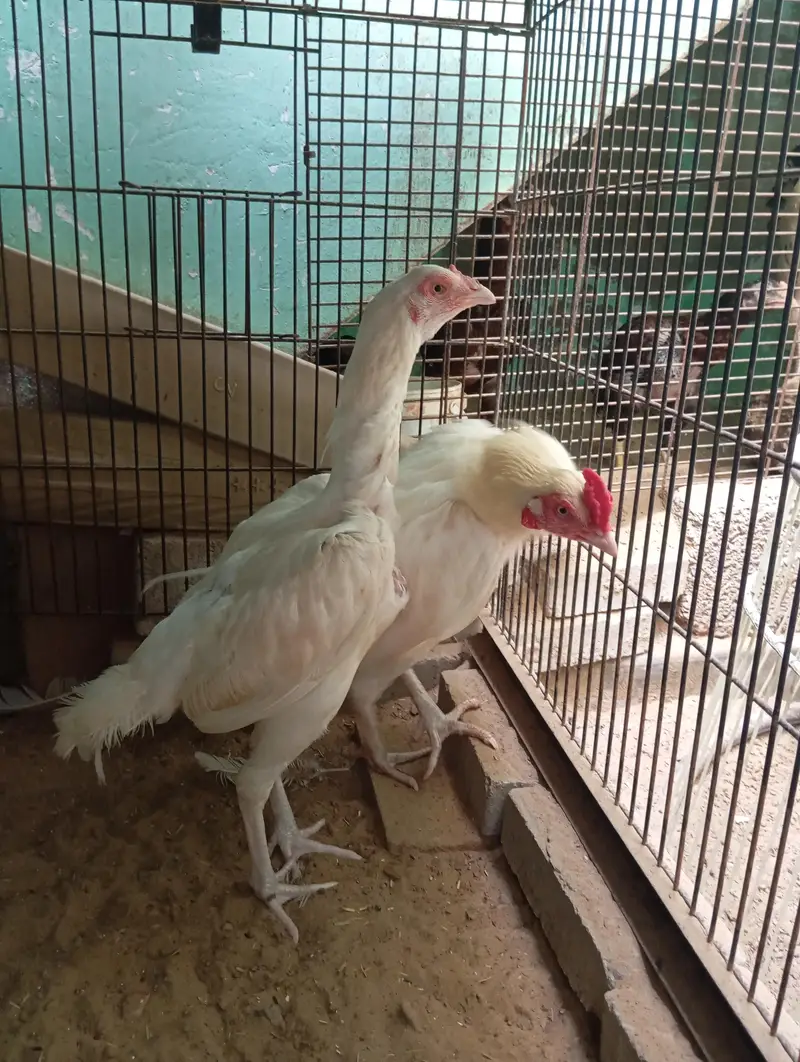 Heera — photo 2