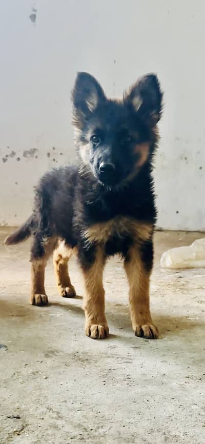 GSD German sheferd puppies in big size jerman GSD pupps